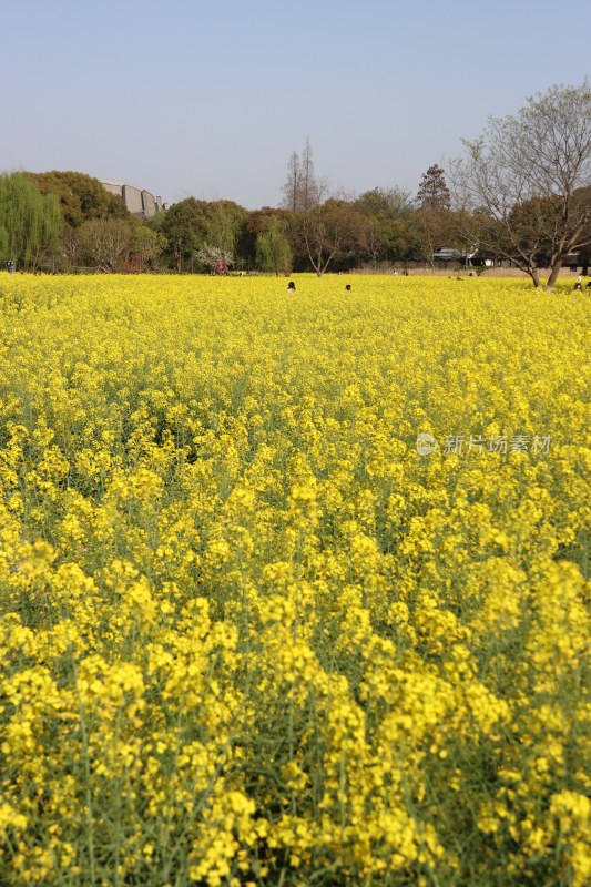 早春四月的油菜花田