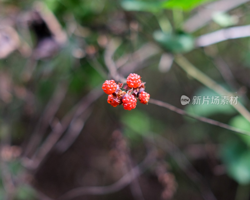 野生草莓