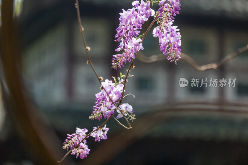 园林唯美紫藤花盛开 留园