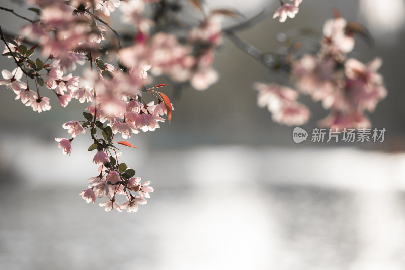 春天的花朵