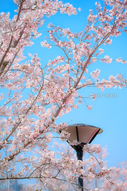 春日里的樱花