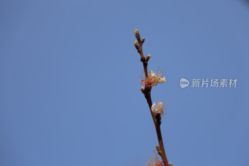 干净的桃枝花朵