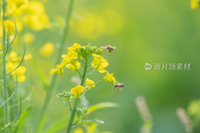 春天油菜花和蜜蜂