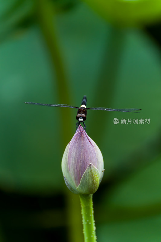 蜻蜓落在荷花上