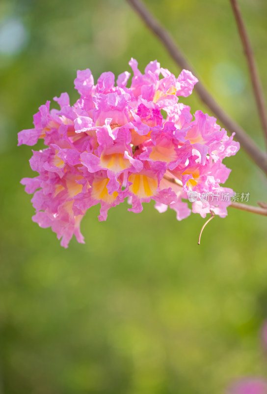 风铃花特写