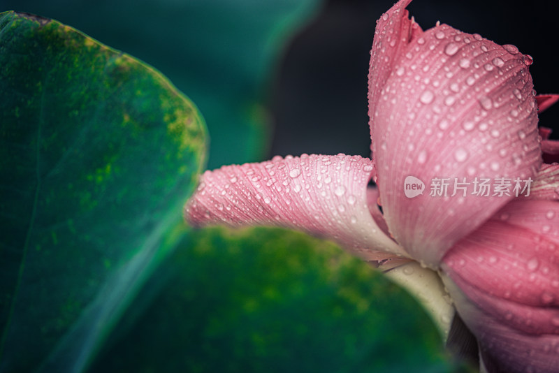 夏天雨后的荷花挂满水珠