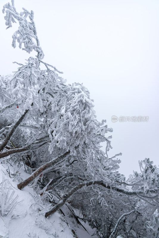 寒冷冬天雪后树枝冰挂