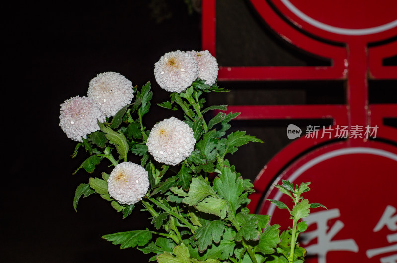 白色菊花特写展示植物之美