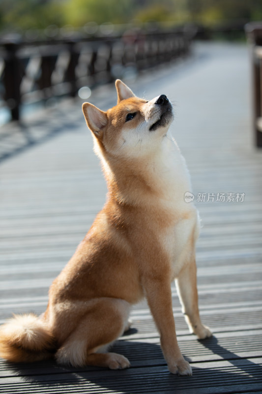 一只坐在栈道上的快乐柴犬