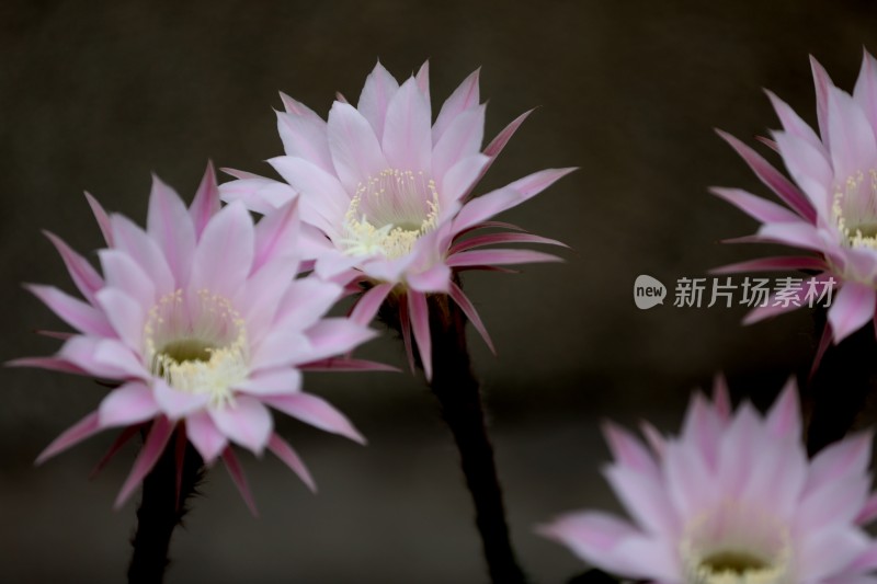 仙人球花朵