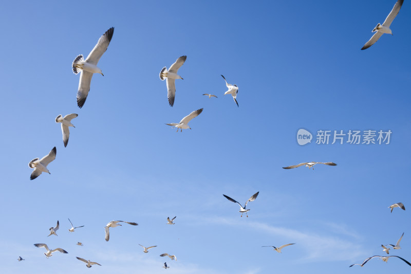 蓝天大海沙滩海鸥飞翔生态保护自然风景