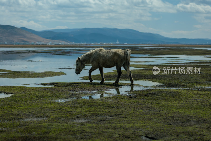 纳帕海小马