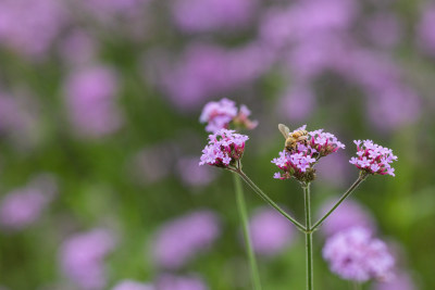 春天紫色的马鞭草花海蜜蜂在采蜜