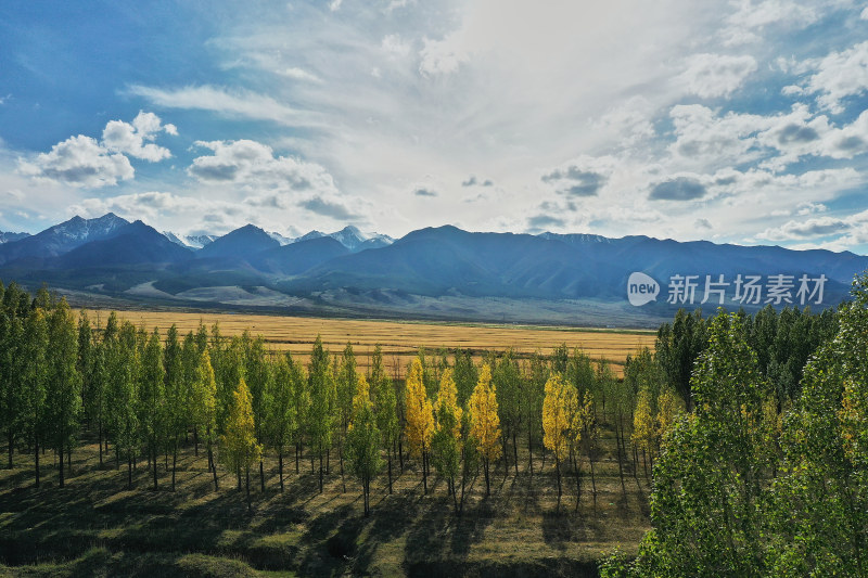 天山脚下成熟的麦田