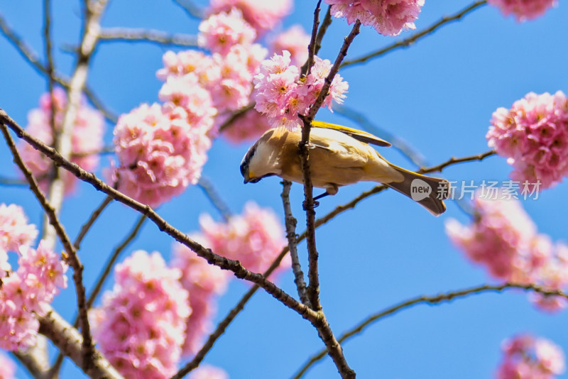 春天的樱花与小鸟