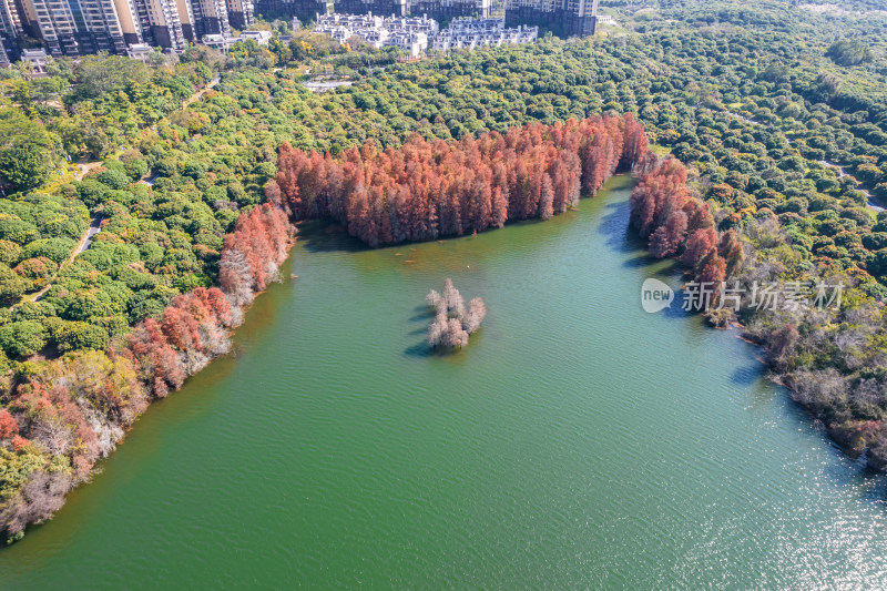 深圳大山陂水库水杉林秋色