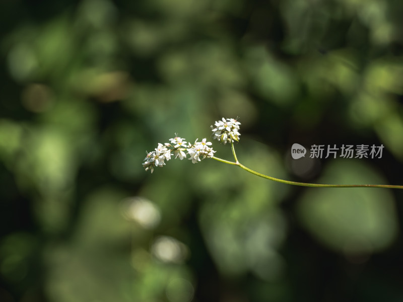 白色开花植物金荞麦特写