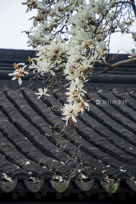 苏州园林网师园内的白玉兰花，马头墙