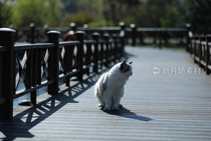 坐在栈道上的猫