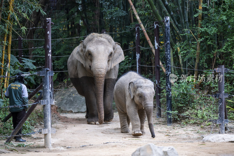广州长隆野生动物园里的母象和小象