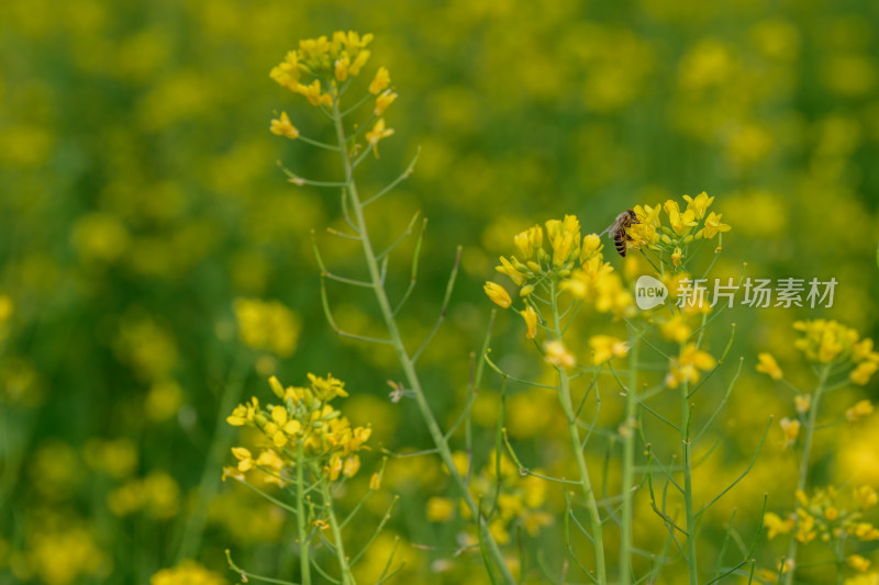 盛开的油菜花田