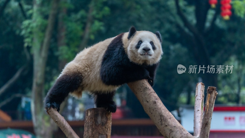 爬树的大熊猫