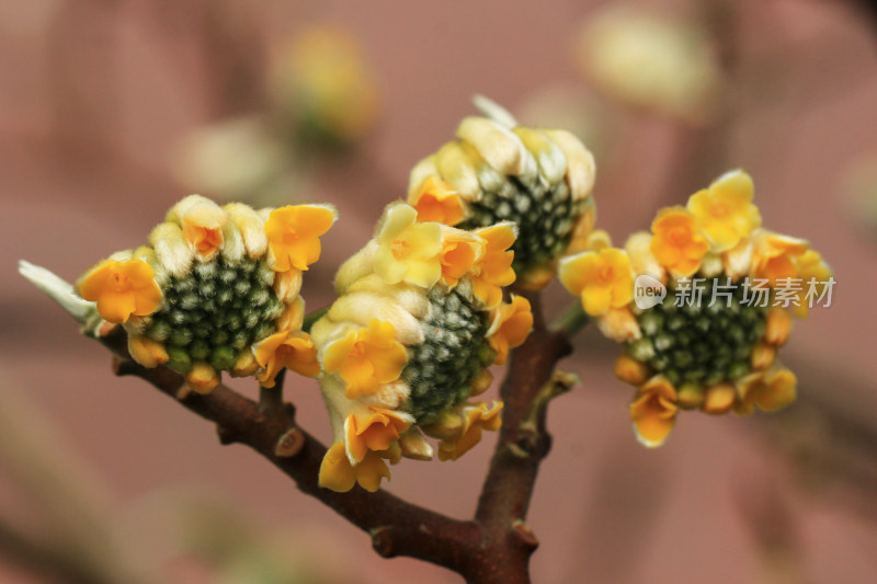 金黄色的结香花盛开