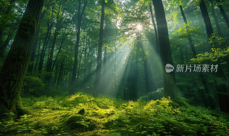 森林晨曦阳光树木自然风光树林背景