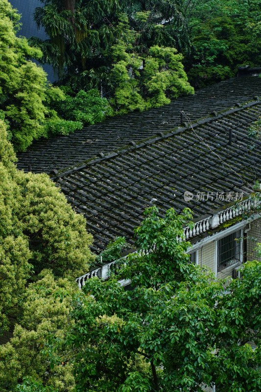 被绿植环绕的屋顶景象