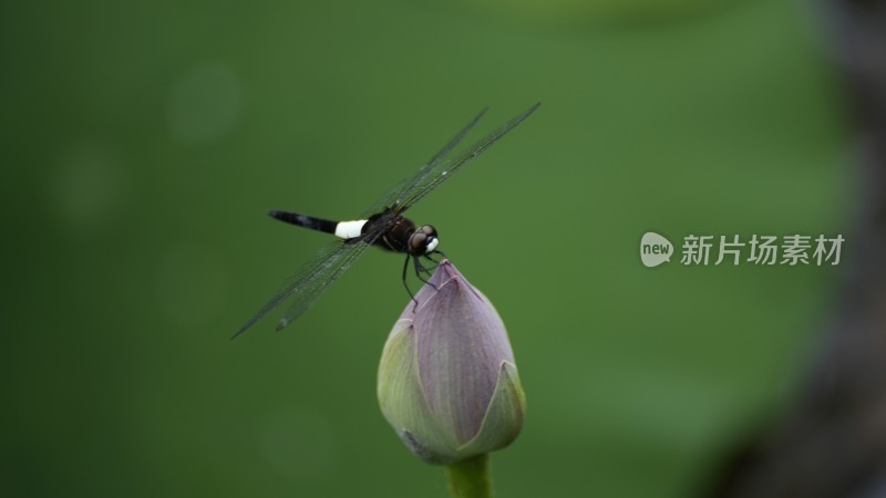 蜻蜓落在荷花上