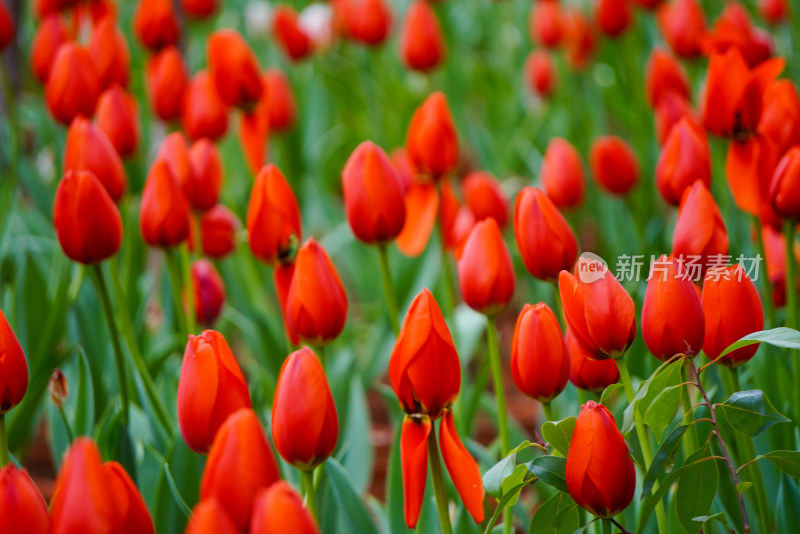 大片红色郁金香花海的春日盛景