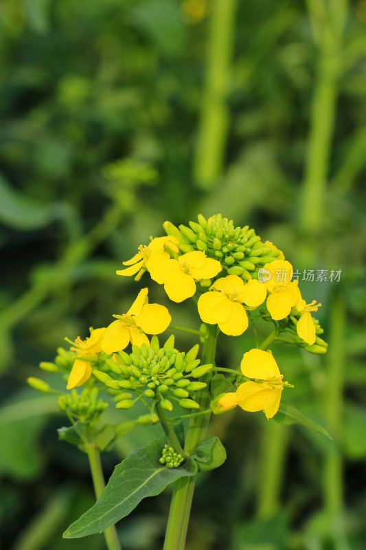 春天油菜花盛开