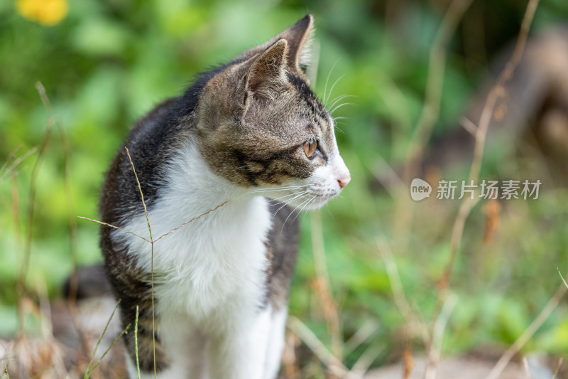 狸花猫、小猫咪