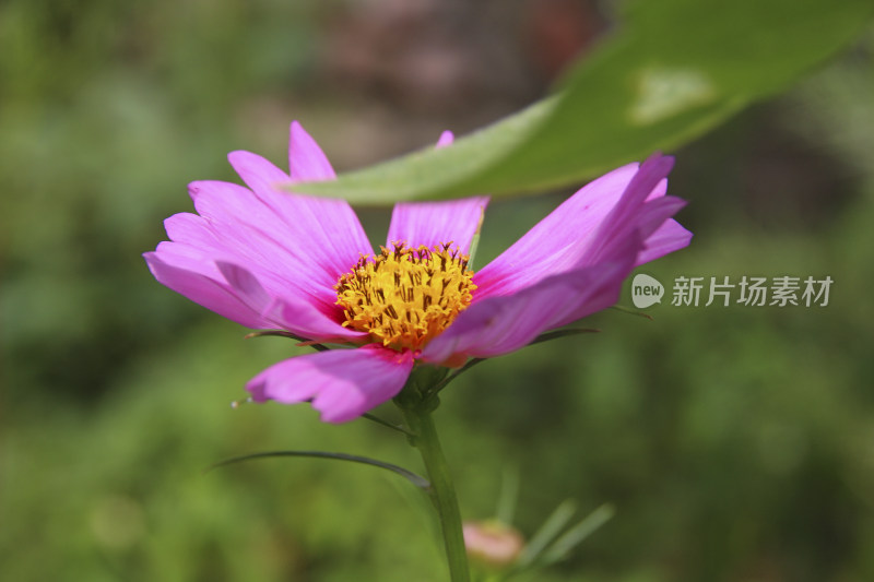 格桑花波斯菊