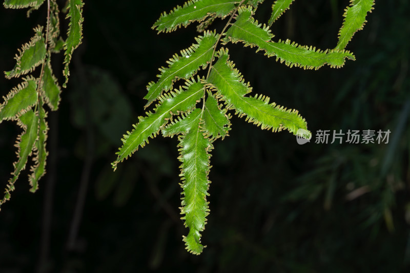 绿色蕨类植物叶片的微距特写