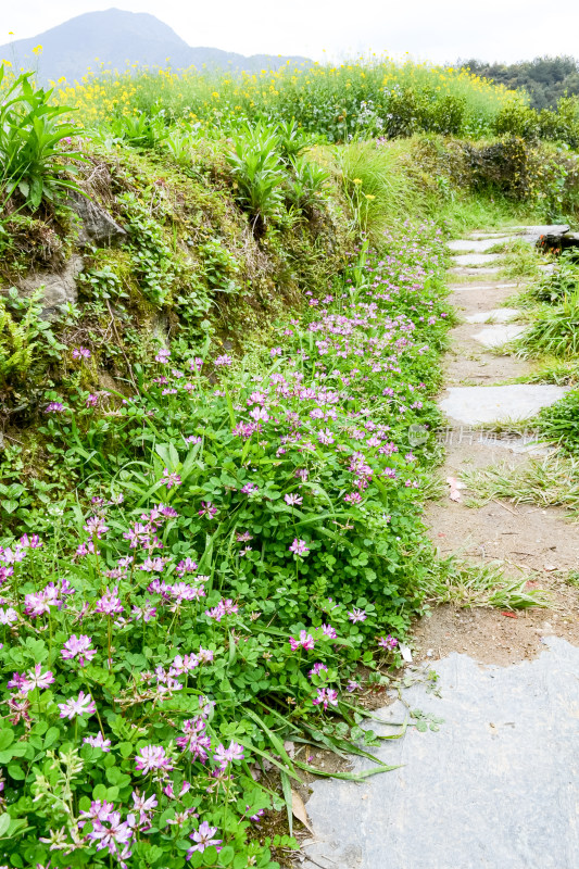 婺源梯田油菜花