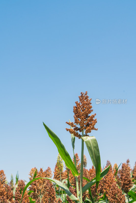 晴朗天气下的高粱地特写