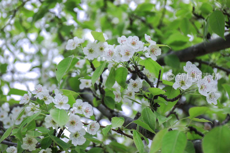 春天梨花开花