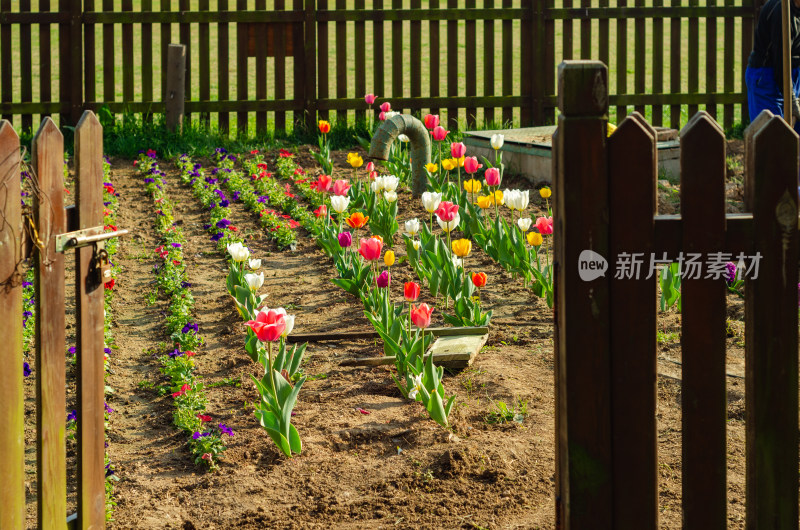 郁金香花圃入口