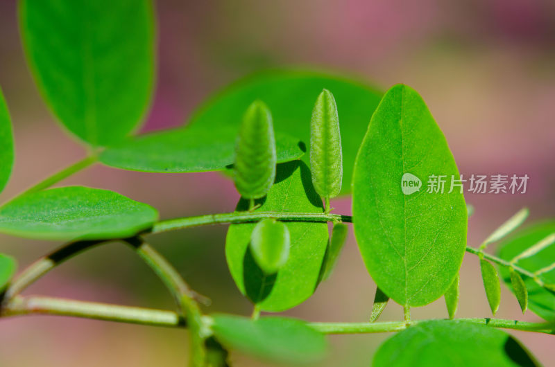 特写绿色植物叶片与嫩芽