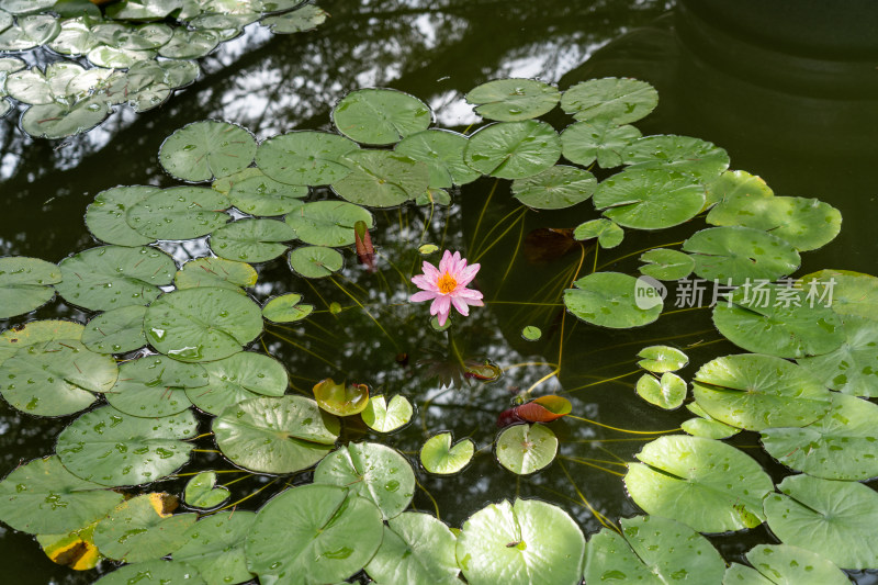 植物园睡莲特写