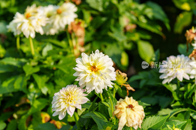 白色开花植物大丽花特写镜头