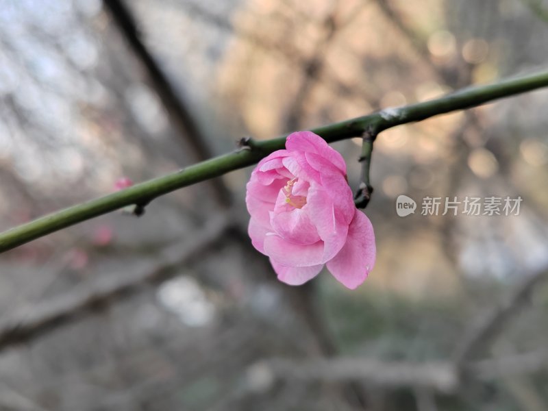 粉色梅花绽放于枝头的景象