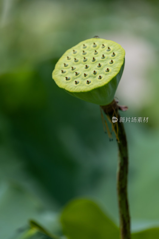 荷花莲蓬