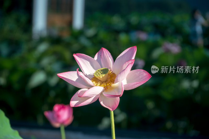 夏日荷塘的清新绽放