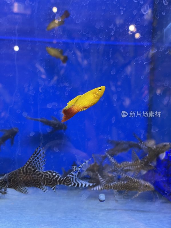 水族箱中游动着色彩斑斓的观赏鱼