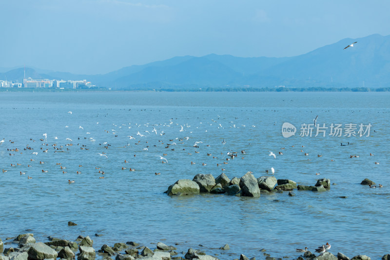 海面上飞翔的海鸥