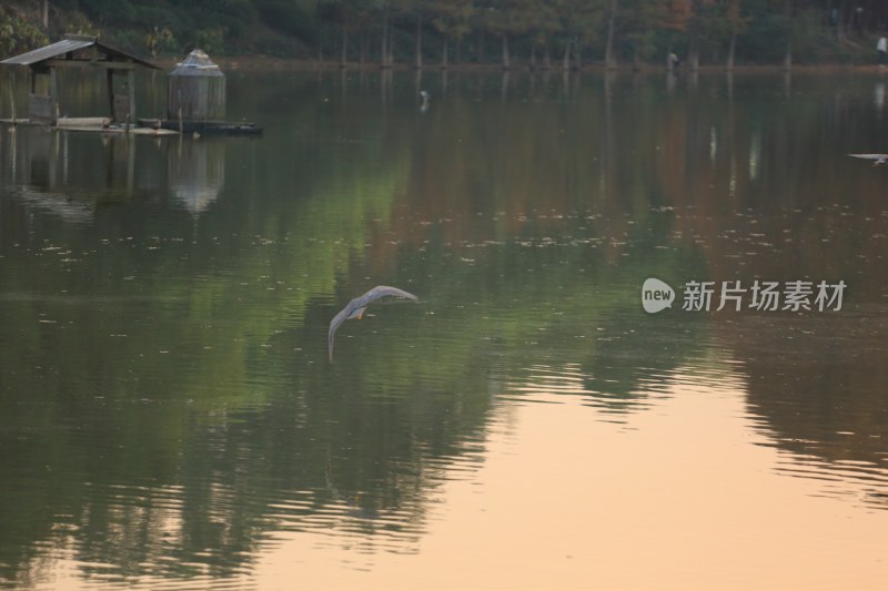 湖面飞鸟与岸边建筑风景