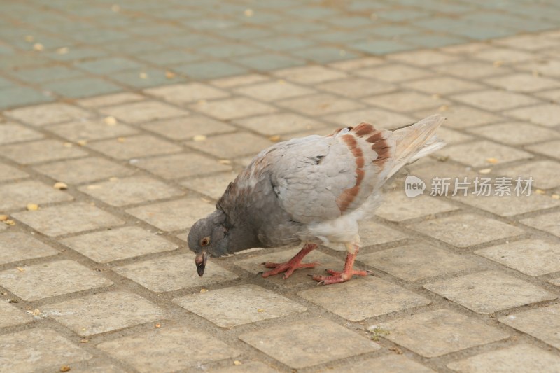 地上觅食的鸽子