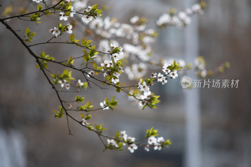 含苞待放的樱花